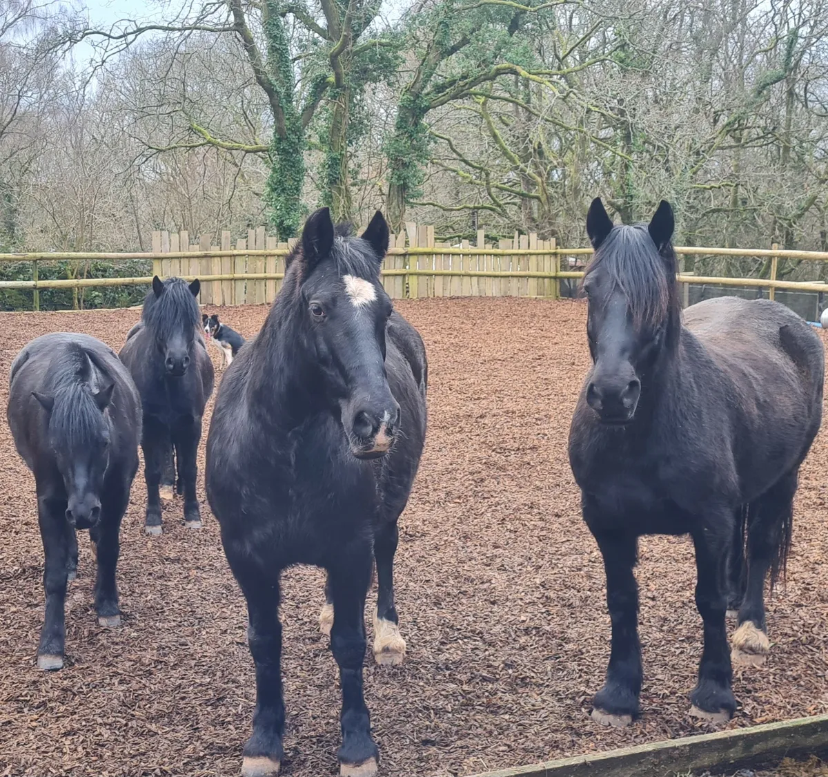 Wyes workshops ponies in paddock.
