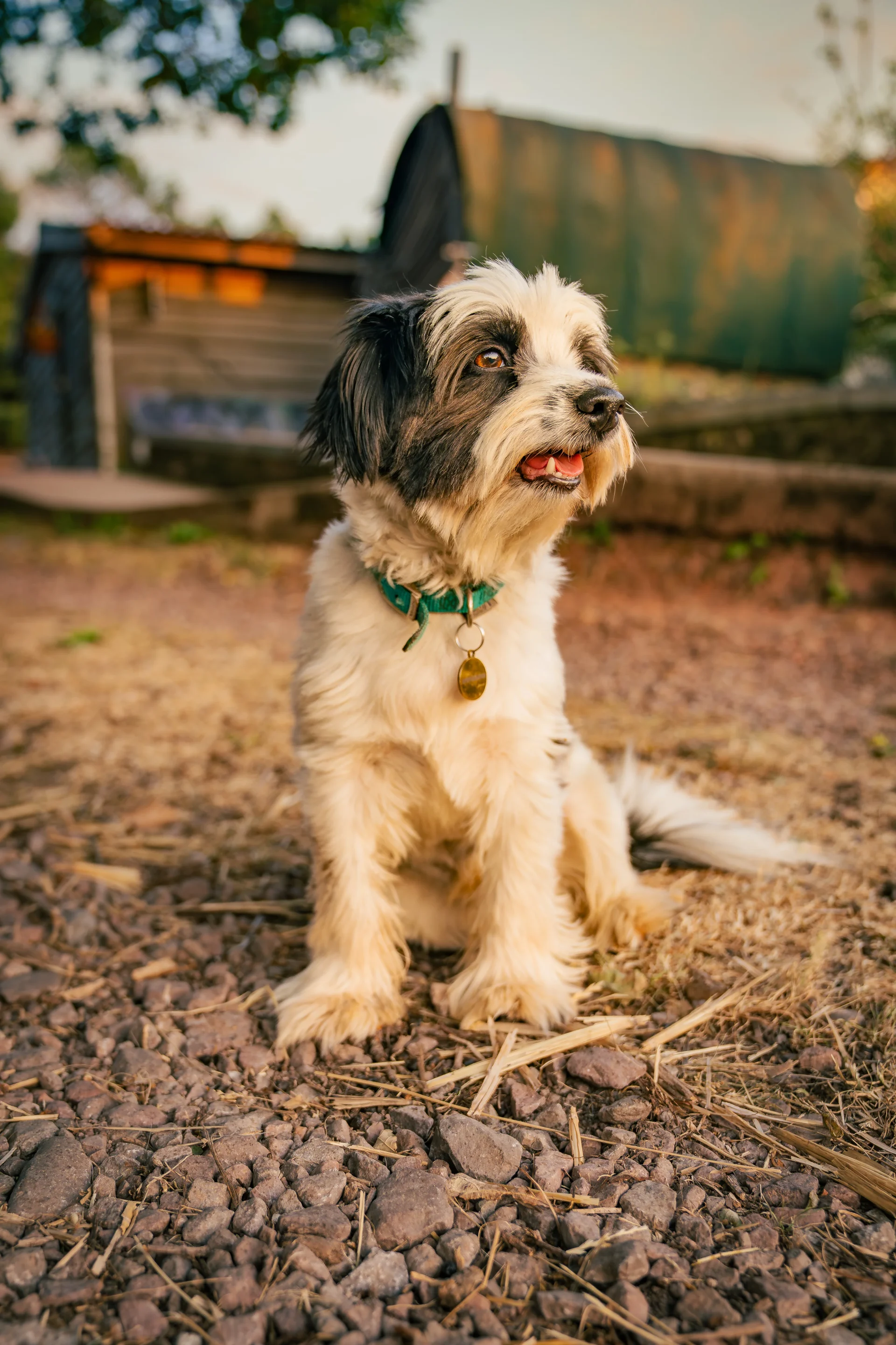 Dog at Camp Hillcrest (2)